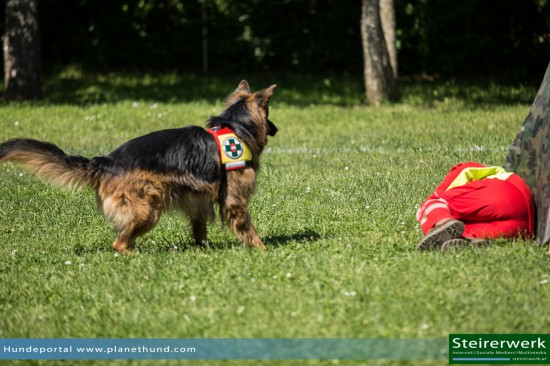 Schäferhund ÖHU Suchhundestaffel Vorführung