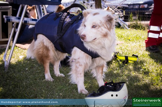 Suchhund ÖHU Suchhundestaffel