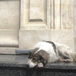 Streunerhund Bukarest