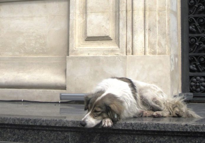 Streunerhund Bukarest