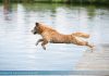 Hund Sprung Wasser