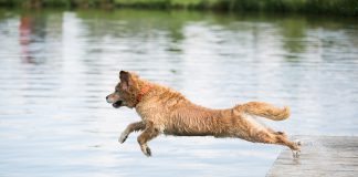 Hund Sprung Wasser