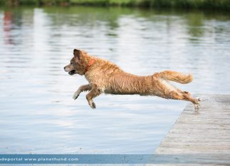 Hund Sprung Wasser