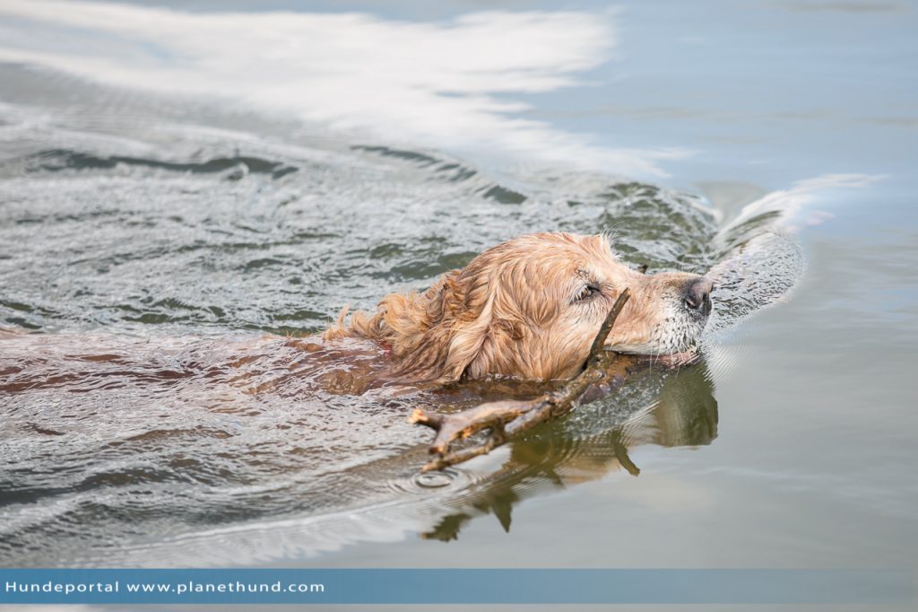 Hund schwimmt