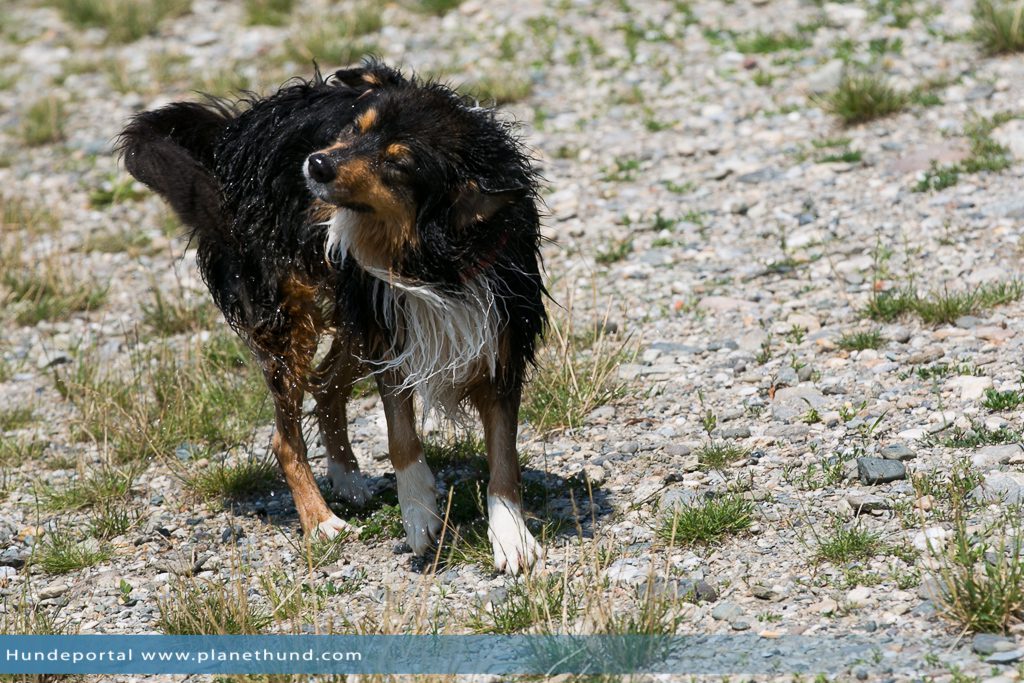 Hund Strand Schwimmen