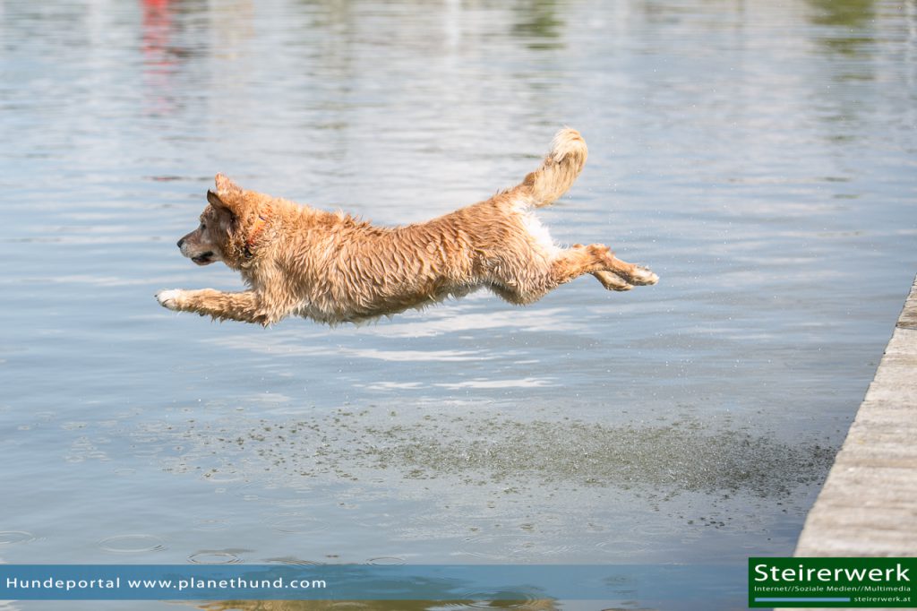 Hund Wasser Ratgeber