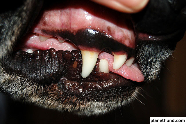 Hund Zahn Erste Hilfe