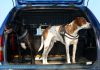 Hunde Auto Ratgeber