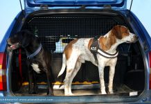 Hunde Auto Ratgeber