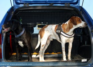 Hunde Auto Ratgeber