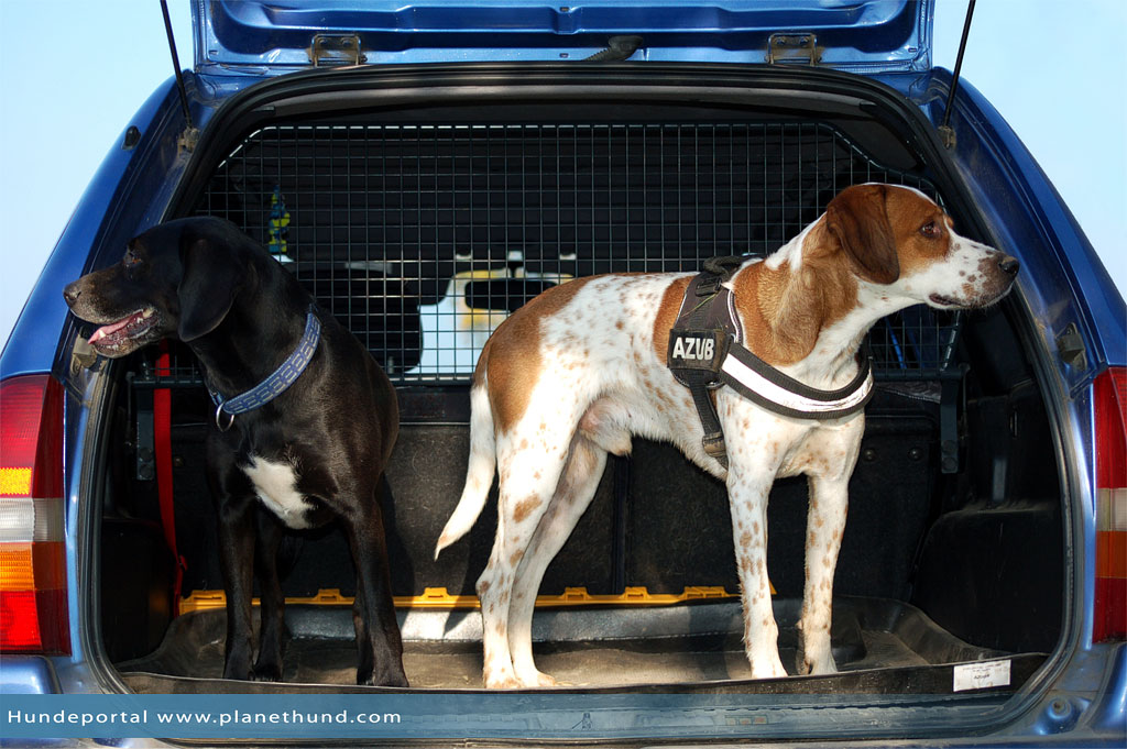 Hund im Auto transportieren: sicher unterwegs mit dem Vierbeiner