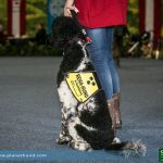 REHA Therapiehund Assistenzhund