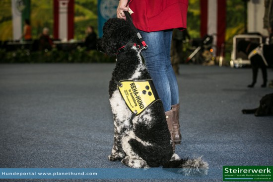 REHA Therapiehund Assistenzhund