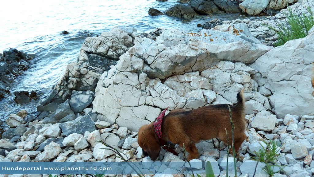 Hund Meer Strand