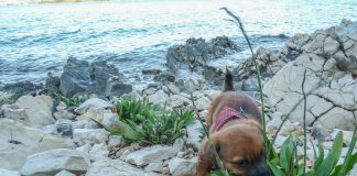 Urlaub Hund Meer