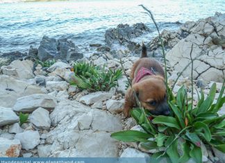 Urlaub Hund Meer