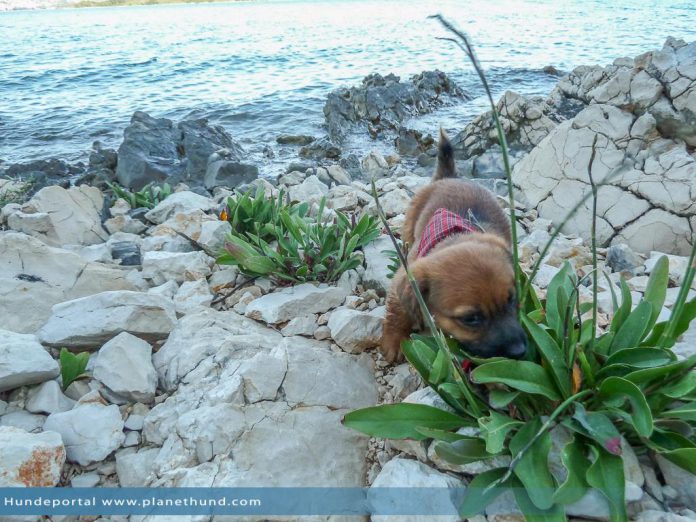 Urlaub Hund Meer