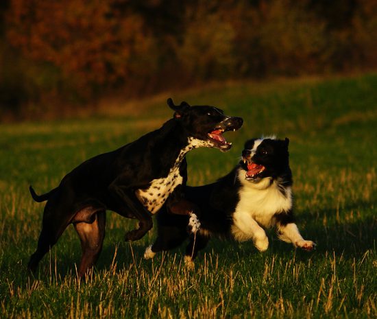 Barney und Monty im Spiel