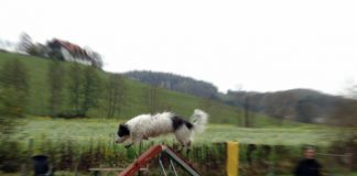 Agility Hund