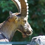 Alpensteinbock