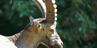 Alpensteinbock