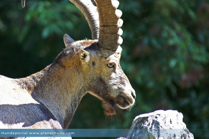 Alpensteinbock