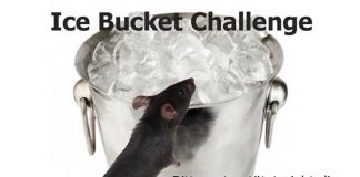 Gegen Ice Bucket Challenge