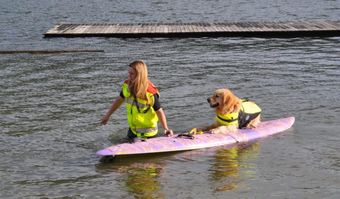 Wasserrettung Hund