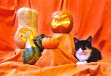 Halloween Katzen Hunde