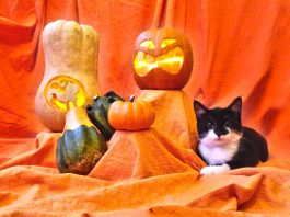 Halloween Katzen Hunde