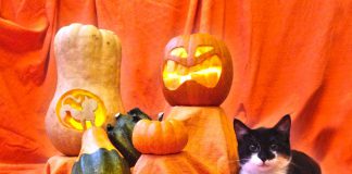 Halloween Katzen Hunde