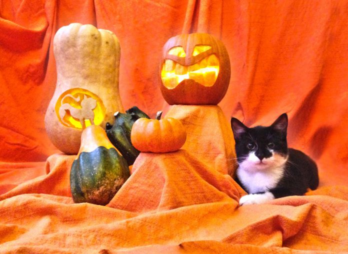 Halloween Katzen Hunde