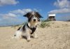 Hund Ostfriesland Urlaub