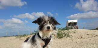 Hund Ostfriesland Urlaub