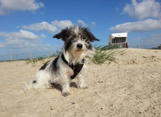 Hund Ostfriesland Urlaub