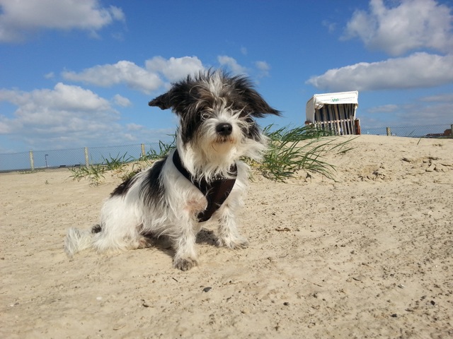 Hund Ostfriesland Urlaub