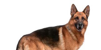 Deutscher Schäferhund Hunderasse