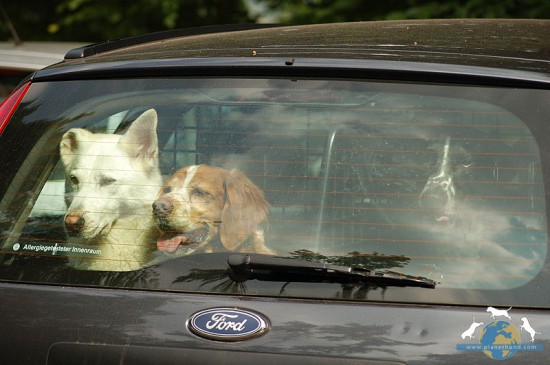 Hunde Auto