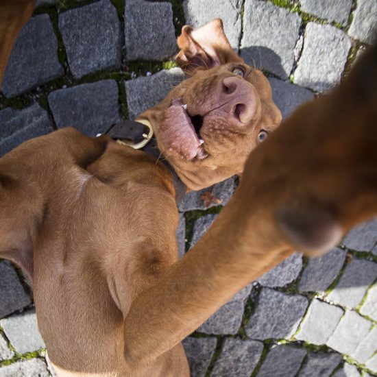 Hundeselfie Hund am Boden