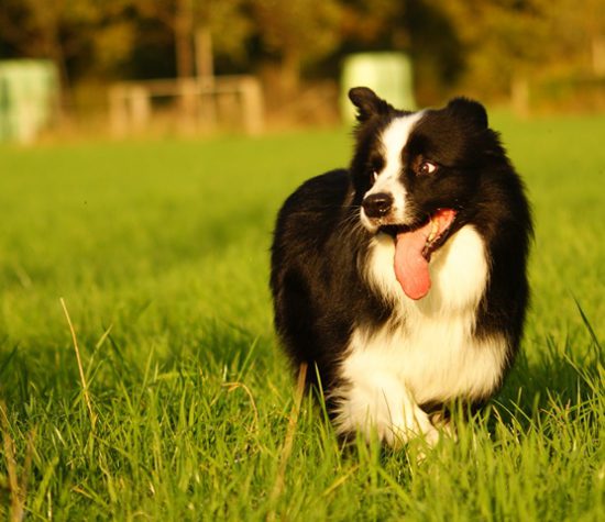 Hund trainiert Spaß