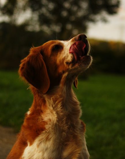 Leckerchen schmecken Hunde gut