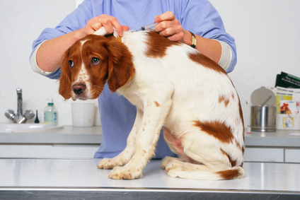 Hund Impfung chiot épagneul breton