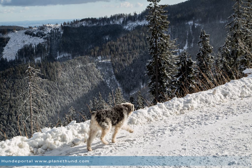 Hund Schnee Berg