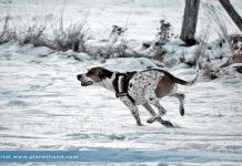 Hund Winter Schnee