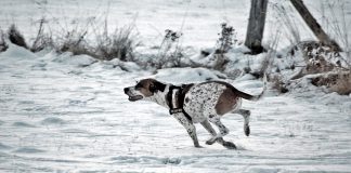 Hund Winter Schnee