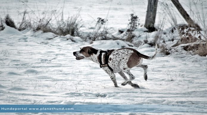 Hund Winter Schnee