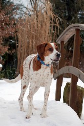 Hund Winter Schnee