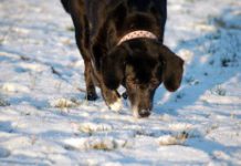 hunde im winter