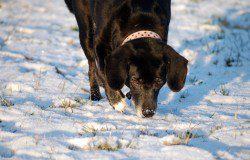 hunde im winter