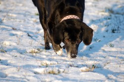 Schnee Hund Spuren